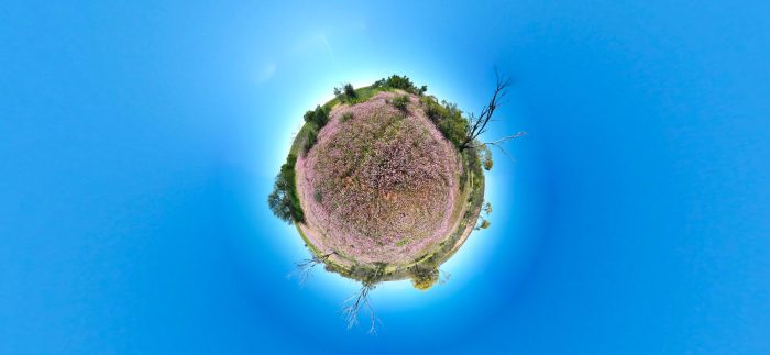 Drone globe panorama of wildflowers, Coalseam Conservation Park
